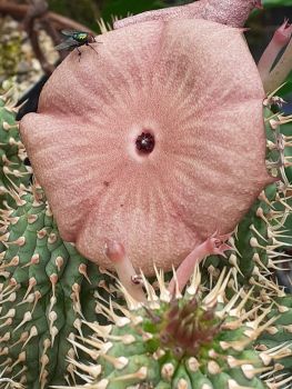 Preview: Hoodia ruschii